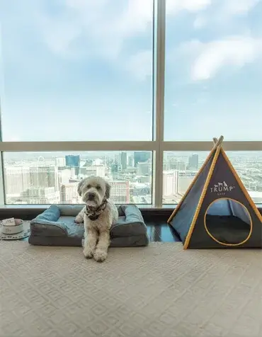 Trump Tower New launch